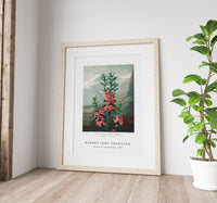 Robert John Thornton -The Narrow–Leaved Kalmia from The Temple of Flora (1807)