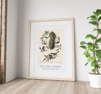 John James Audubon - Chesnut-backed Titmouse, Black-capt Titmouse and Chesnut-crowned Titmouse(1827)