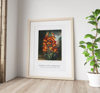 Robert John Thornton - The Superb Lily from The Temple of Flora (1807)