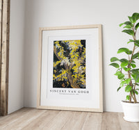 Vincent Van Gogh - Blossoming Acacia Branches 1890