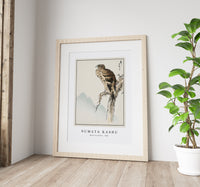 Numata Kashu - Black-eared Kite illustration from Pictorial Monograph of Birds (1885)