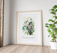 John James Audubon - Seaside Finch from Birds of America (1827)