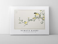 Numata Kashu - Japanese Bunting and Plum Tree illustration from Pictorial Monograph of Birds (1885)