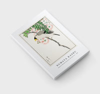 Numata Kashu - Japanese Masked Hawfinch and Silk Tree illustration from Pictorial Monograph of Birds (1885)