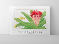 Tanigami Konan - Ananas flower