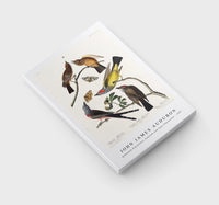 John James Audubon - Arkansaw Flycatcher, Swallow-Tailed Flycatcher and Says Flycatcher from Birds of America (1827)