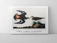 John James Audubon - Kildeer Plover from Birds of America (1827)