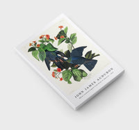 John James Audubon - White-crowned Pigeon from Birds of America (1827)