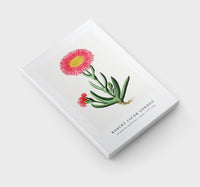Robert Jacob Gordon - Carpobrotus quadrifidus L. Bolus (1777–1786)