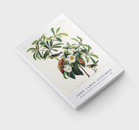 John James Audubon - Bachman's Warbler from Birds of America (1827)