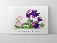 Tanigami konan - Aquilegia flower