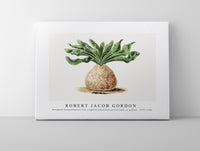 Robert Jacob Gordon - Boophone haemanthoides F.M. Leighton Hottentots poison-bulb, or giftbol (1777–1786)