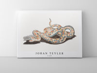 Johan Teyler - A snake
