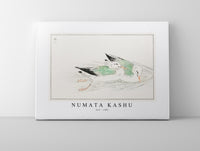 Numata Kashu - Gull illustration from Pictorial Monograph of Birds (1885)