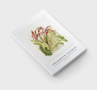 Frederick Sander - Cypripedium sanderianum from Reichenbachia Orchids-1847-1920