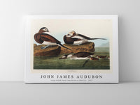 John James Audubon - Long-tailed Duck from Birds of America (1827)