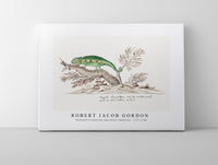 Robert Jacob Gordon - Bradypodion pumilum cape dwarf chameleon (1777–1786)