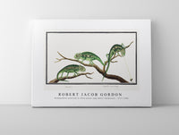 Robert Jacob Gordon - Bradypodion pumilum in three poses cape dwarf chameleon (1777–1786)