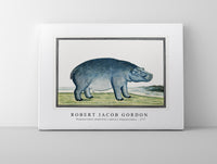 Robert Jacob Gordon - Hippopotamus amphibius capensis Hippopotamus (ca.1777)
