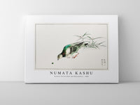 Numata Kashu - Eastern Turtle Dove and Miscanthus illustration from Pictorial Monograph of Birds (1885)