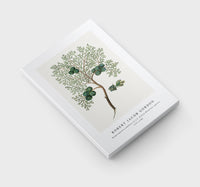 Robert Jacob Gordon - Widdringtonia nodiflora (L.) E. Powrie Mountain cypress, or Cape cedar (1777–1786)