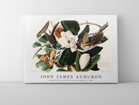 John James Audubon - Black-billed Cuckoo from Birds of America (1827)