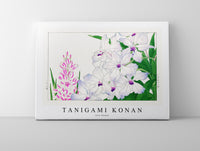 Tanigami Konan - Ixia flower