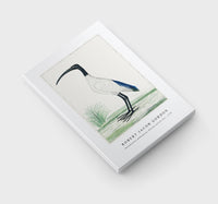 Robert Jacob Gordon - Threskiornis aethiopicus African sacred ibis (1778)