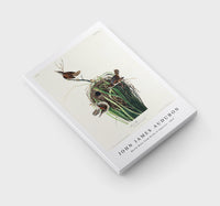 John James Audubon - Marsh Wren from Birds of America (1827)