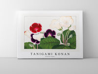 Tanigami Konan - Gloxinia flower