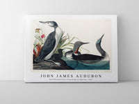 John James Audubon - Red-Throated Diver from Birds of America (1827)