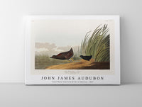 John James Audubon - Least Water-hen from Birds of America (1827)
