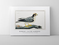 Robert Jacob Gordon - Falcon biarmicus Lanner falcon (1777–1786)