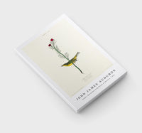 John James Audubon - Selby's Flycatcher from Birds of America (1827)