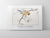 Numata Kashu - Tibetan Hoopoe and Osmanthus Fragrans illustration from Pictorial Monograph of Birds (1885)