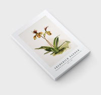 Frederick Sander - Cypripedium (hybridum) calypso from Reichenbachia Orchids-1847-1920