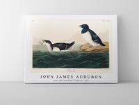 John James Audubon - Little Auk from Birds of America (1827)