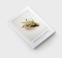 Frederick Sander - Cypripedium hybridum youngianum from Reichenbachia Orchids-1847-1920