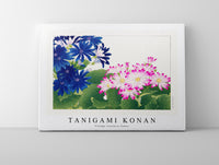 Tanigami Konan - Vintage cineraria flower