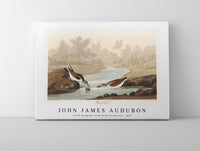 John James Audubon - Little Sandpiper from Birds of America (1827)