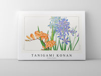 Tanigami Konan - Freesia flower