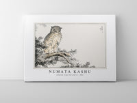 Numata Kashu - Japanese Scops Owl and Fir illustration from Pictorial Monograph of Birds (1885)