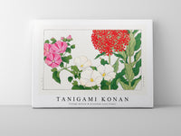 Tanigami Konan - Vintage mallow & jerusalem cross flower