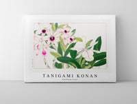 Tanigami Konan - Dendobium flower