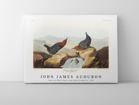John James Audubon - American Water Ouzel from Birds of America (1827)