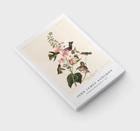 John James audubon - Columbian Humming Bird from Birds of America (1827)