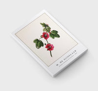 M. de Gijselaar - Chinese rose by M. de Gijselaar (1820)