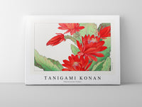 Tanigami Konan - Phyiiocactus flower