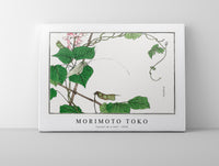 Morimoto Toko - Locust on a leaf illustration from Churui Gafu (1910)