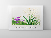 Tanigami Konan - Violet & Scilla flower